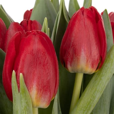 Tulpe rot Antartica 32 Gramm Tulpen Rotton Heyl Blumengroßhandel