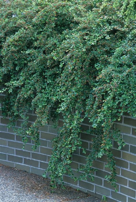 Cotoneaster apiculatus | Cranberry Cotoneaster | Ebert's Greenhouse