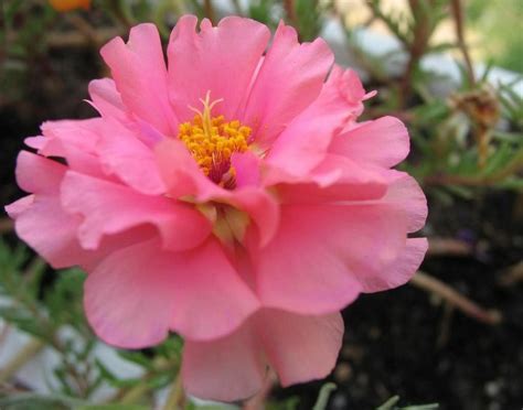 100 Pink Moss Rose Portulaca Grandiflora Seeds