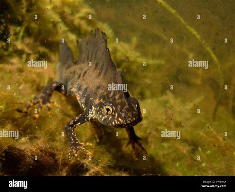 Daphnia Pulex M Nnchen Fotos Und Bildmaterial In Hoher Aufl Sung Alamy