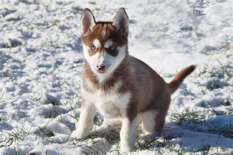 Brown Husky: Is This The Most Beautiful Husky Color?