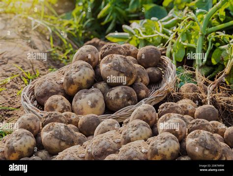 Fresh Organic Potatoes In The Field Harvesting Potatoes From Soil Stock