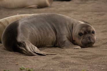 Penguin Predators - Penguins