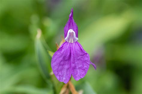 30 Flores Extraordinarias Que Empiezan Por R Detalles De Cultivo