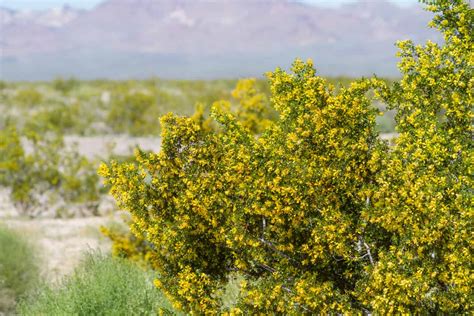 Top 23 Desert Trees & Shrubs to Create a Water-Wise Eco-Friendly Landscape - greensaus