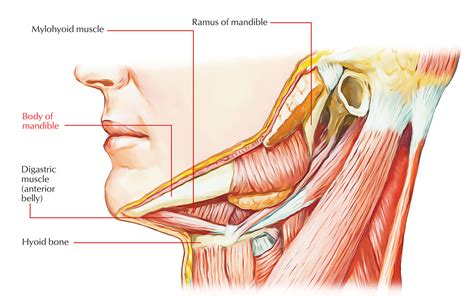 Mandibular Anatomy