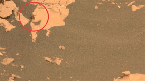 La NASA encontró un hongo en Marte con el rover Perseverance cómo se formó