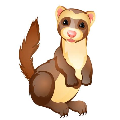 Free Clipart Ferret