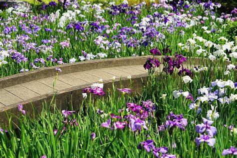 堀切菖蒲園 東京都 全国の花風景 はなまっぷ～日本の美しい花風景～（花の名所検索サイト）｜絶景のお花畑を見に行こう！