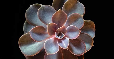 Orquídeas no Apê Echeveria Perle von Nürnberg