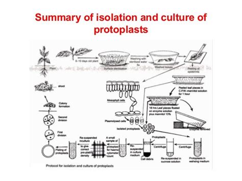 Protoplast Culture