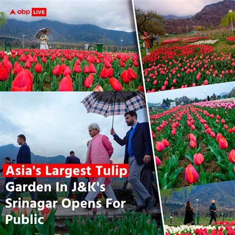 ABP LIVE On Twitter Indira Gandhi Tulip Garden Asia S Largest