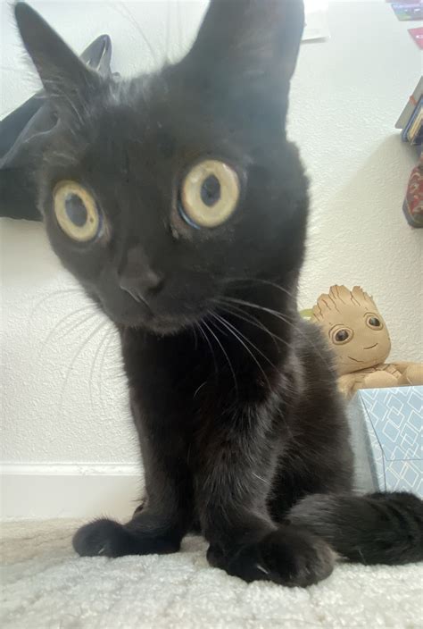 Jinx the Cat | Jinx the Cat | Know Your Meme
