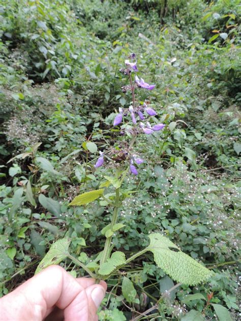 West African Plants A Photo Guide Coleus Sylvestris G Rke A J