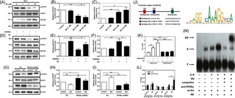 Qu Regulates Socs Stat Signaling Pathway By Activation Of Ppar