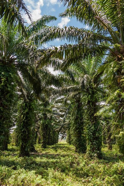 17+ Oil palm plantation Free Stock Photos - StockFreeImages