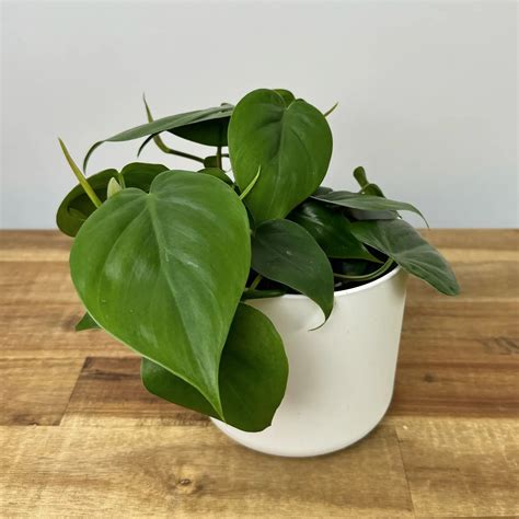 philodendron hederaceum buy    green grower