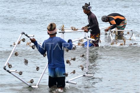 Konservasi Terumbu Karang Pantai Bangsring Banyuwangi Antara Foto