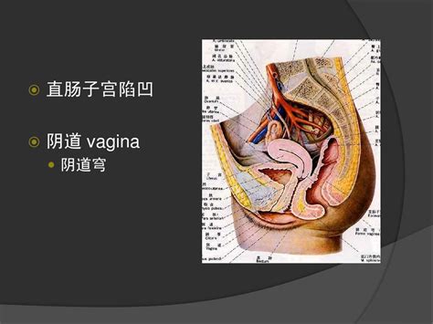 人体解剖生理学 生殖系统word文档在线阅读与下载无忧文档