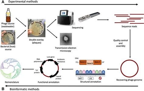 Phage Therapy 2024 Slider - Updated - Targeting Phage Therapy Congress