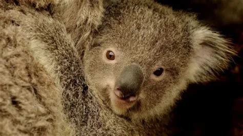 Saving Koalas Gene Study Promises Solution To Deadly Sex Disease