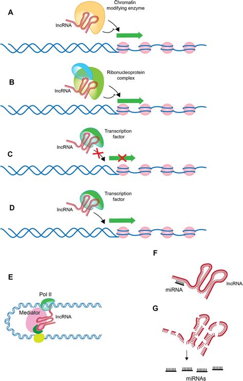 Lncrna Mediated Transcriptional Regulation Lncrnas Control Gene