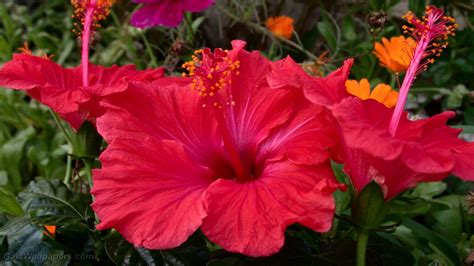 Download Red Flower Flower Nature Hibiscus Hd Wallpaper