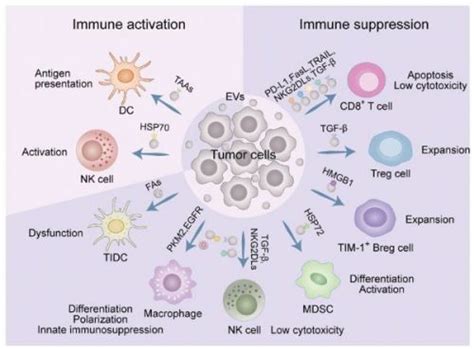 肿瘤免疫微环境中的外泌体研究进展 生物科技 健康一线资讯