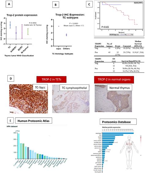 Trop Expression And Its Impact On Survival In Thymic Epithelial