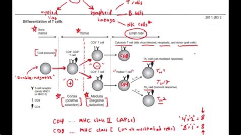 First Aid For The Usmle Step 1 Immunology 05 Positive And Negative Selection Of T Cells