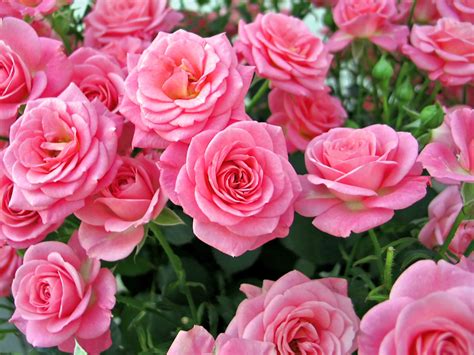 Tipi di Rose: Guida pratica alle principali tipologie di rose