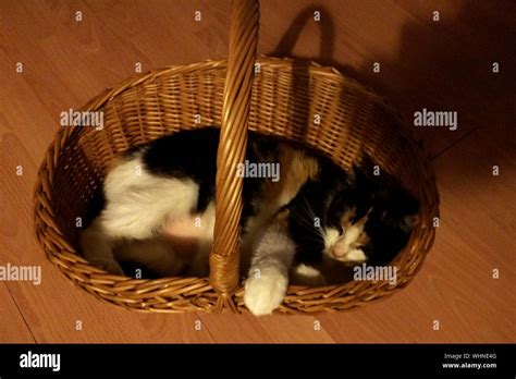 Cat Sleeping In Basket Stock Photo - Alamy