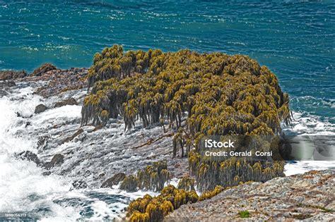 Postelsia Also Known As The Sea Palm Is A Genus Of Kelp Postelsia ...