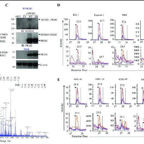 K270 Is The Major SUMOylation Site In PKM2 A In Vitro SUMOylation Of