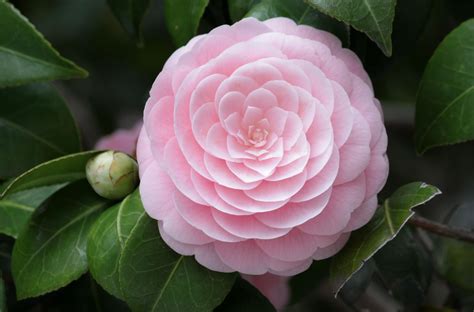 Camellia Flower | FLOWERS WORLD