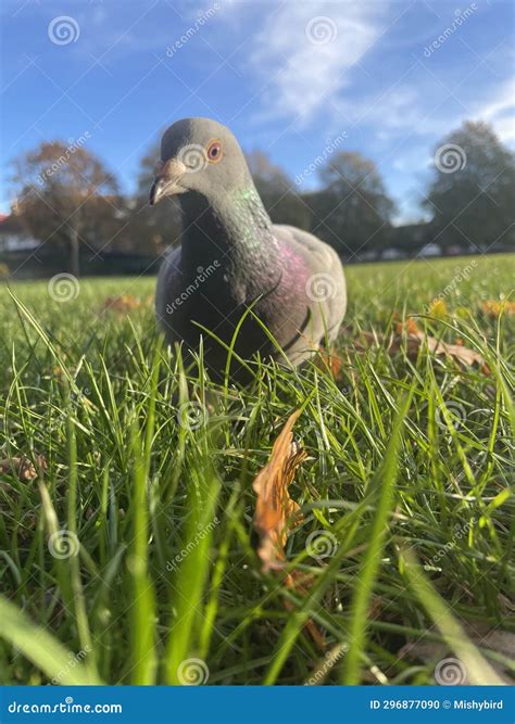 A Pigeon Sitting In The Grass Looking For Food Stock Photo Image Of