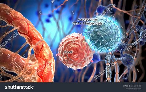 T Helper Cells Interact On Surface Stock Illustration 2142640499 ...