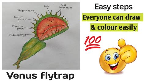 Venus Fly Trap How To Draw Venus Fly Trap How To Draw YouTube