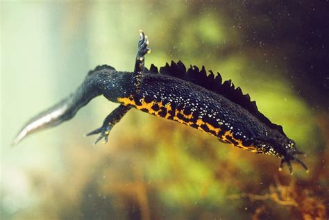 New Scheme Launched To Protect Great Crested Newts In Shropshire