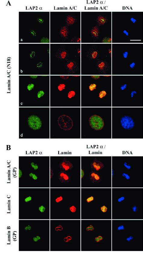 Cellular Distribution Of Lap2α And A And B Type Lamins In Nrk Cells At