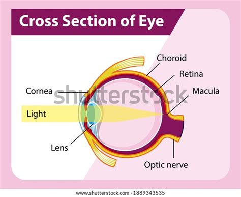 Human Eye Anatomy Cross Section Eye Stock Vector (Royalty Free ...