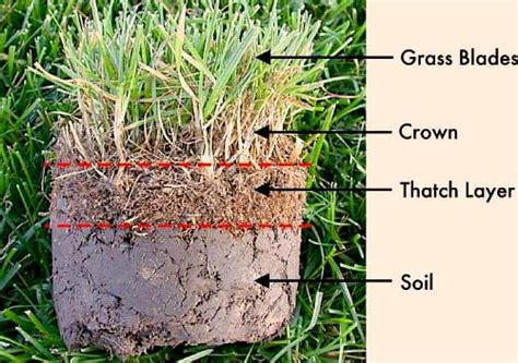 Lawn Thatch - should you dethatch your lawn?