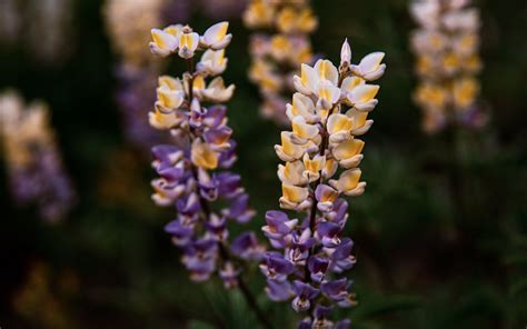 Download Wallpaper 3840x2400 Lupine Flowers Inflorescences Bloom