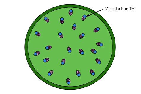 Mnemonic to remember the difference of stem vascular bundles