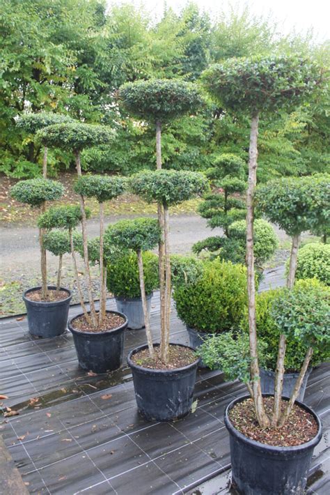 LIGUSTRUM jonandrum 4 6 Plateaux Pépinières Ripoche Nantes