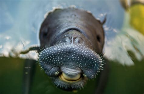 Amazonian Manatees Need Rescue From Being Part Of Villager's Feasts