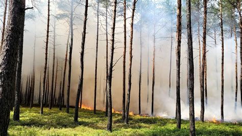 Pożar lasu pod Warszawą Ogień gasiło 80 strażaków Akcja trwała blisko