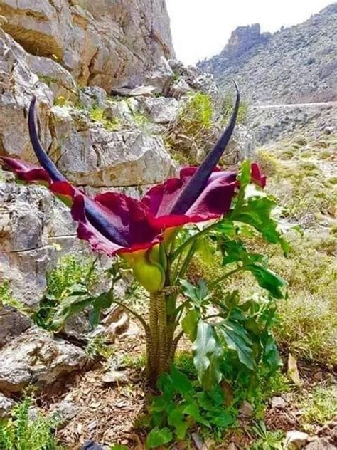 Flor Del Toro En 2020 Flores Flores Orquideas Hermosas Flores