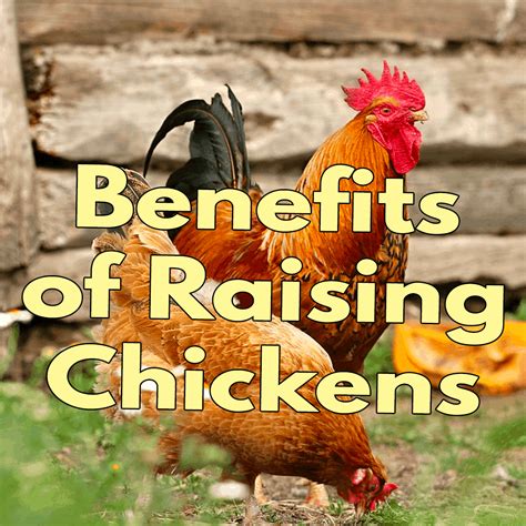 Benefits of Raising Chickens!