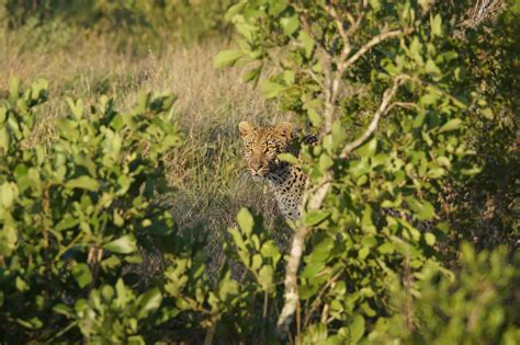 South Luangwa National Park - Safari Africa